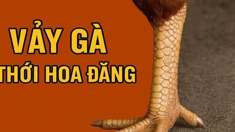 Vảy gà nội hoa đăng là phần vảy đóng tại vị trí hàng nội đầu gối xuống phía cựa